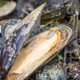 Close-up of mussels